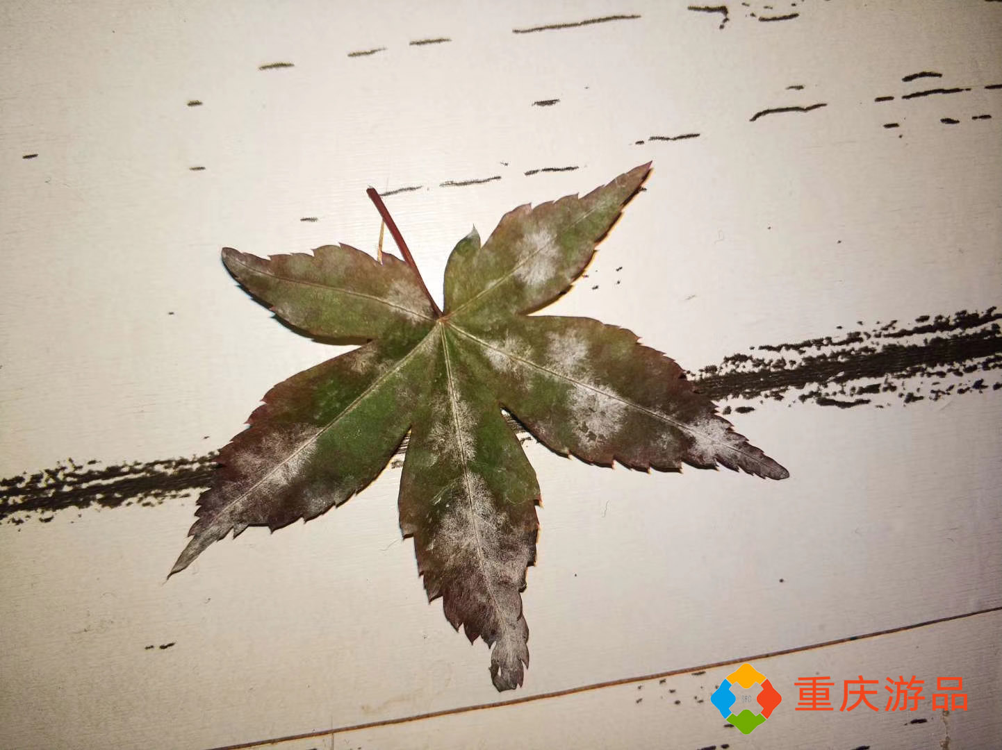 春天的一道风景线，在重庆望海花都也能买到的红枫，该怎么挑选？