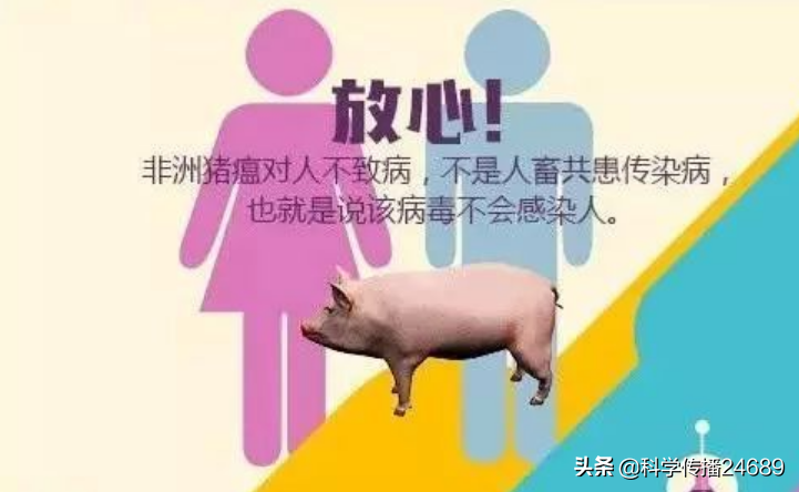 这些事情告诉你，非洲猪瘟可怕吗？