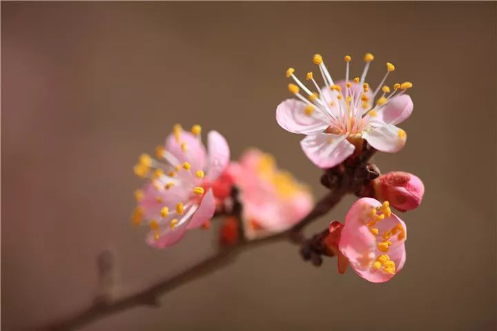 杏花诗词，惊艳了整个春天-第2张图片-诗句网