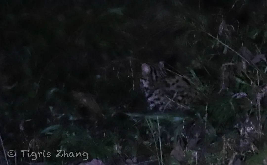 冰雪世界里的奇幻森林——唐家河、卧龙自然观察记