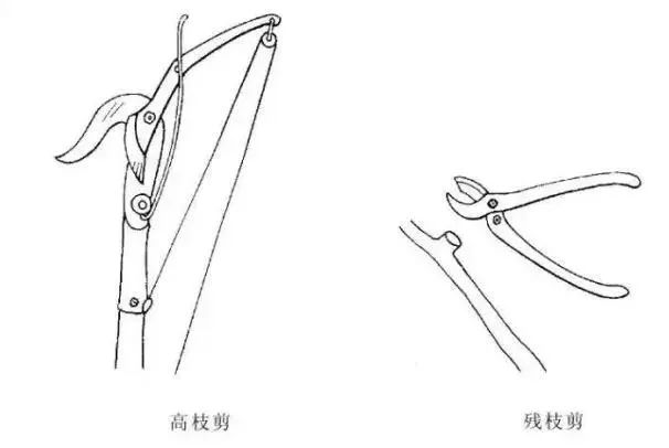 园林景观-乔木、灌木、藤本植物养护技术规范