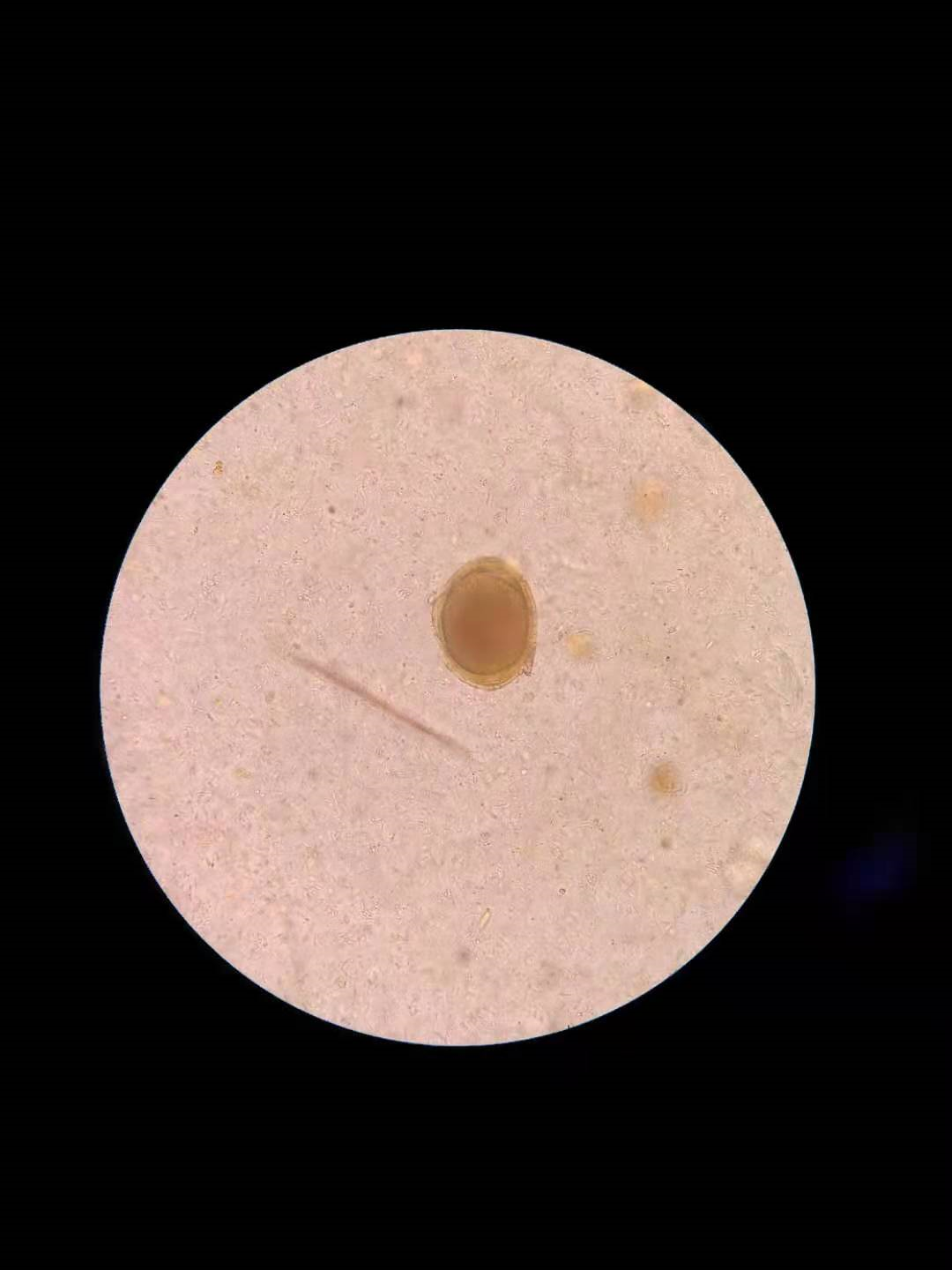 宠物体内寄生虫之蛔虫 资讯咖