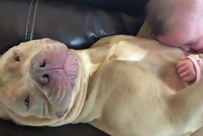 小宝宝竟把自家狗狗给咬了？宝妈正要担心，却