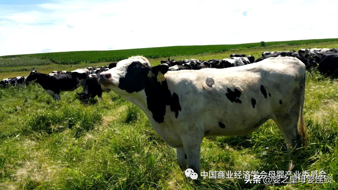 婴之皇、宜品乳业联合 四川广电推出独家定制剧《幸福耙耳朵》