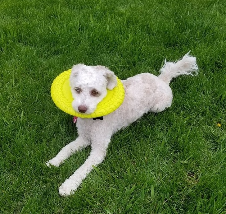 20張狗狗搞笑圖片，趕快給勞資刪了，我不要面子的啊