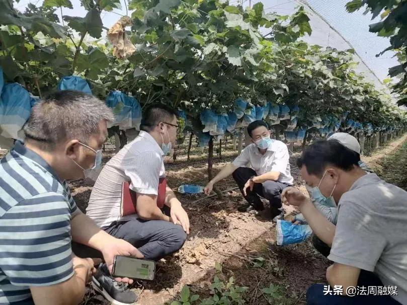 澧县如东镇：葡萄园里话“丰收”