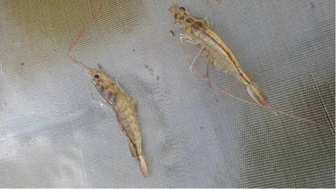 疾病发生有预兆!看虾须知虾病,对虾“断须”预示着哪种疾病?