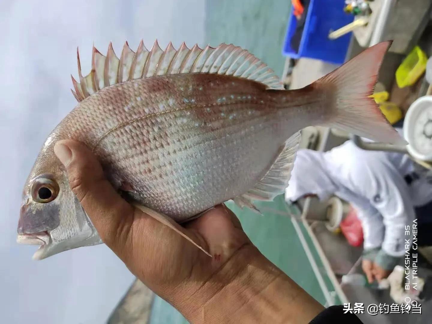 陽江風塔釣獲200多斤重旗魚 去風塔釣魚能釣什麼魚 該如何釣魚 釣魚鈴當 Mdeditor