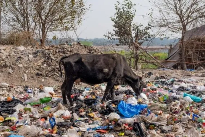 印度街头实拍：超过60000头神牛在街头流浪，吃垃圾为生