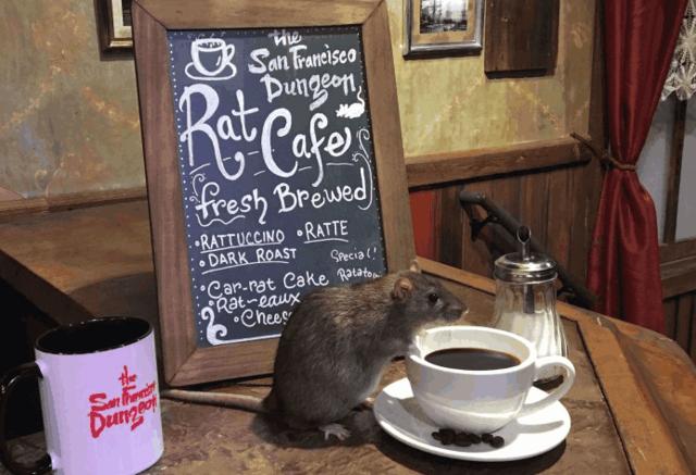 老鼠咖啡馆，满屋全都是老鼠，生意却异常火爆