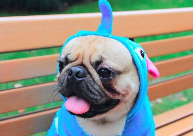 这8种脾气好的狗狗，真是“香饽饽”，不管怎么撸都不会生气