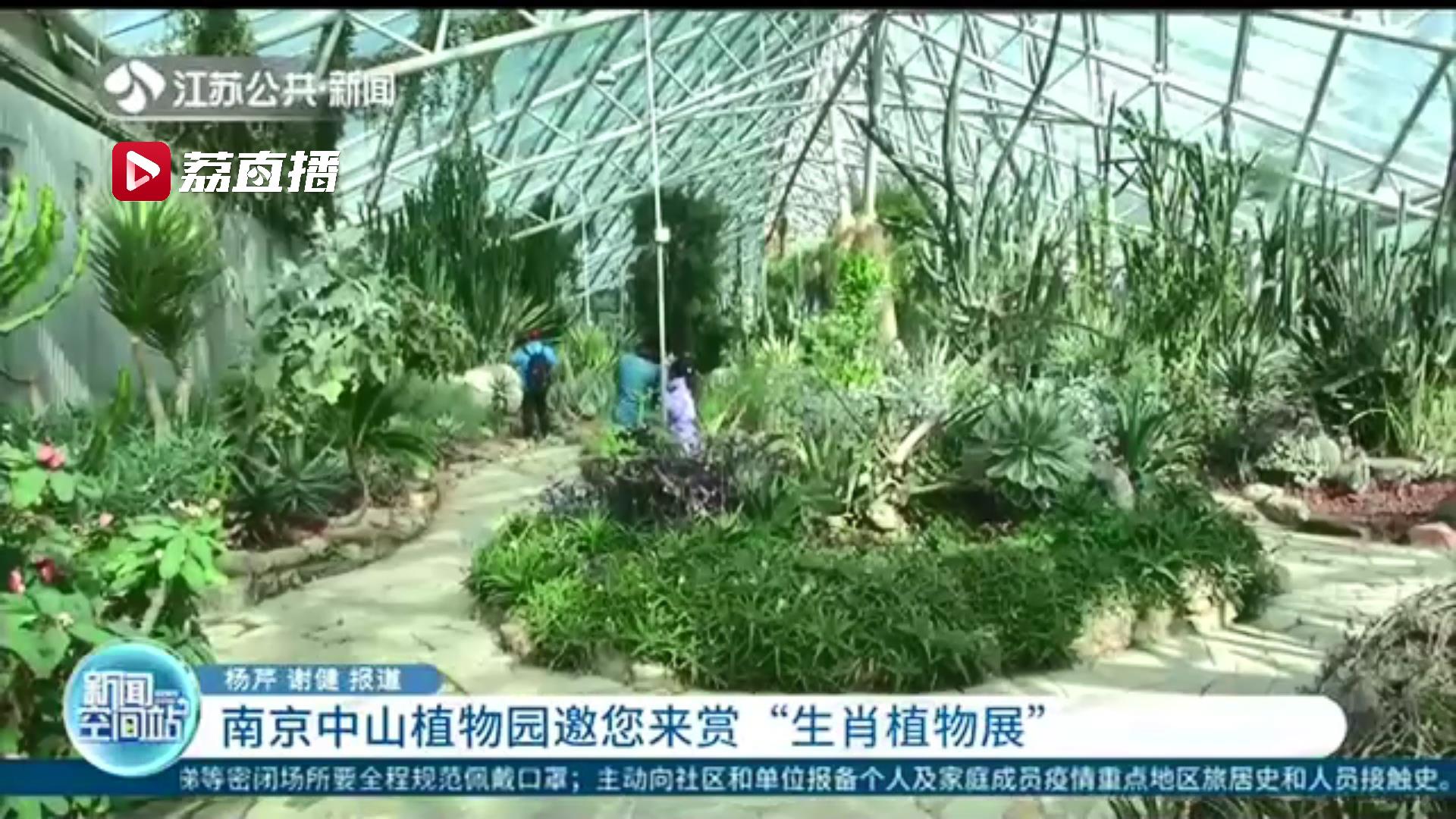 今年大不同 十二生肖植物一起登场！南京中山植物园邀您来赏“生肖植物展”