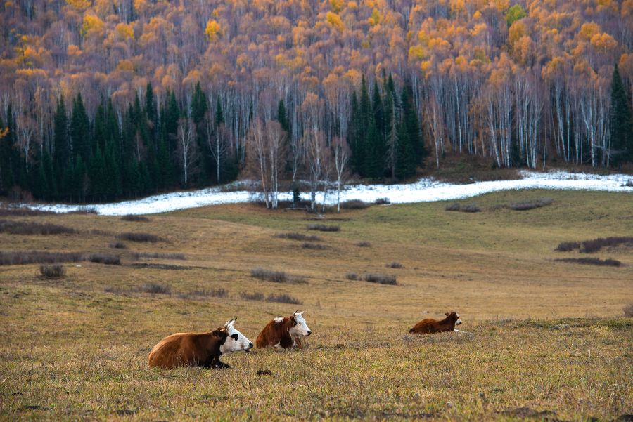 God's back garden-Kanas autumn scenery