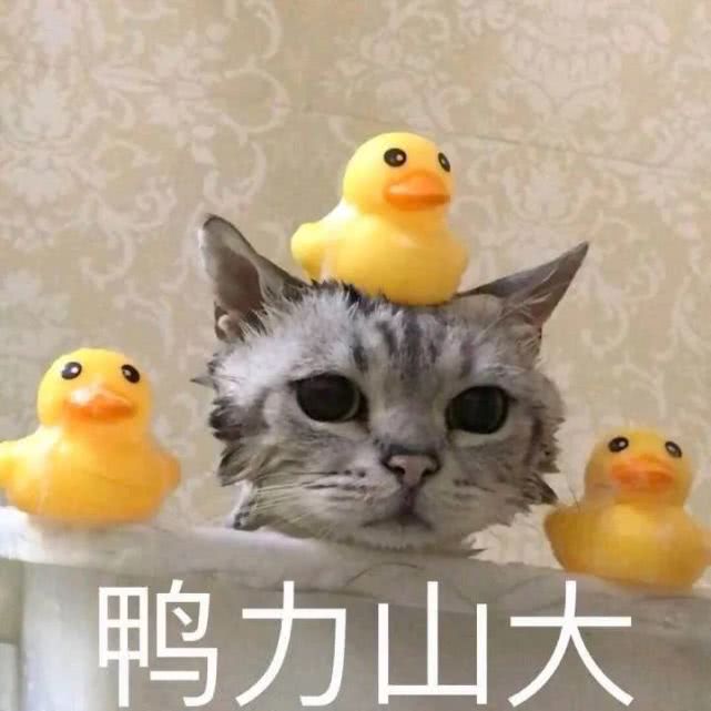 应采儿官宣生二胎，陈小春幸福洋溢透露性别，还是男孩？