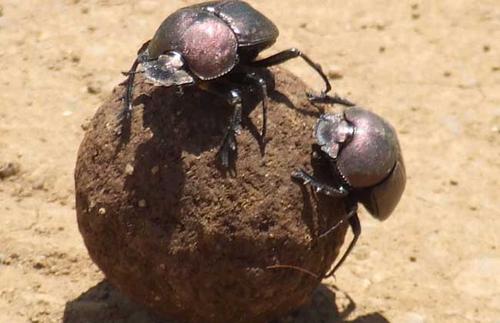 自然界清道夫：蜣螂，重任在身的真·劳模