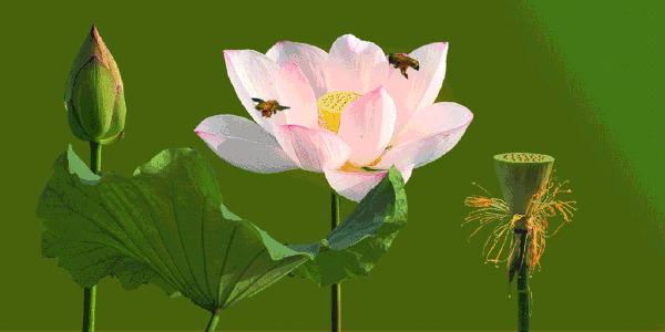 荷花诗词！碧水红莲，十里荷香，惊艳了整个夏天-第5张图片-诗句网