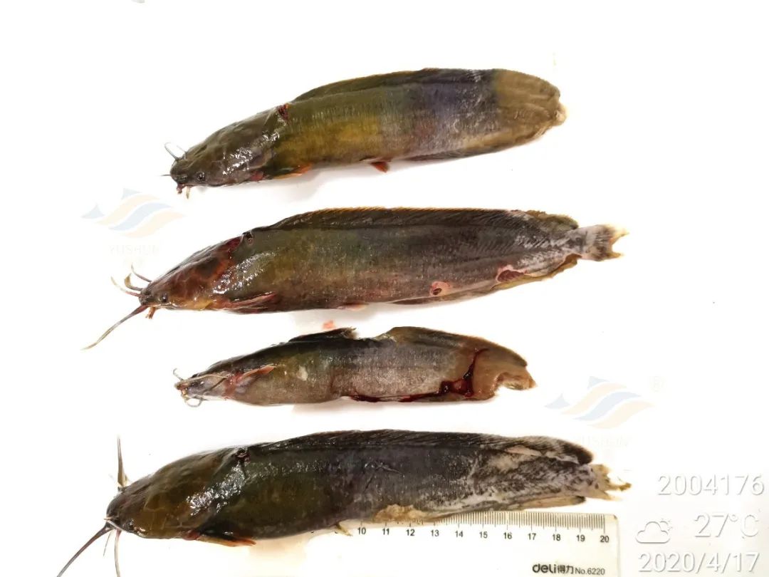 p08,示病鱼烂身,病灶有少量絮状物分别取4尾病鱼的适量鳃丝组织制