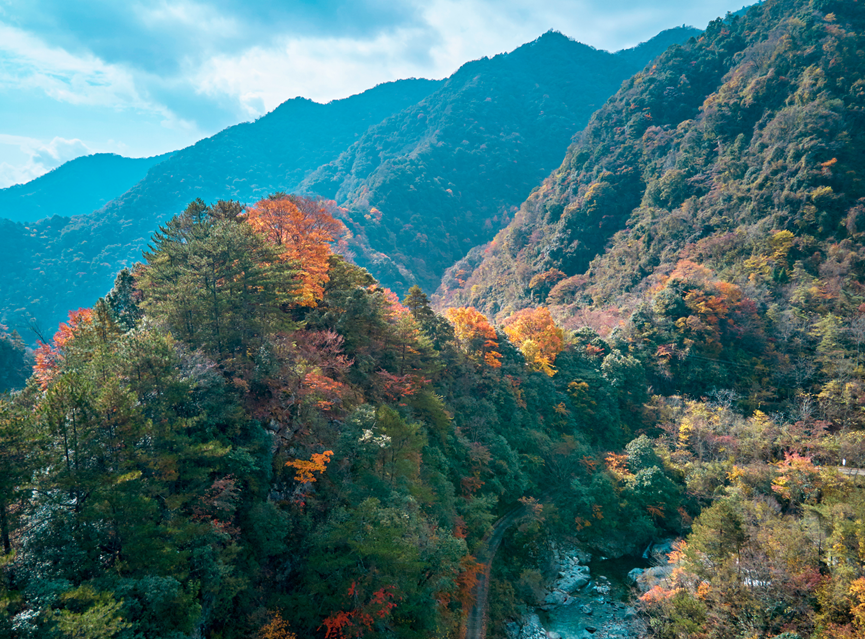 四川|媲美光雾山！平武这条沟，藏着一个惊艳的彩林秘境！