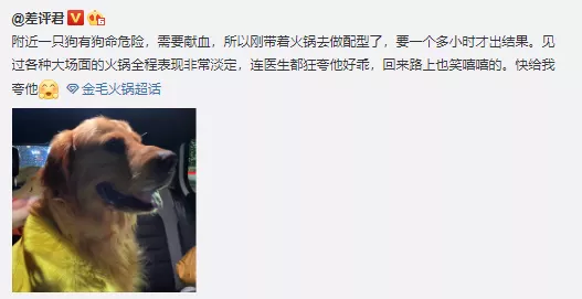 没错，狗也能献血，但被“人”喷闲得慌，说狗不配人的待遇