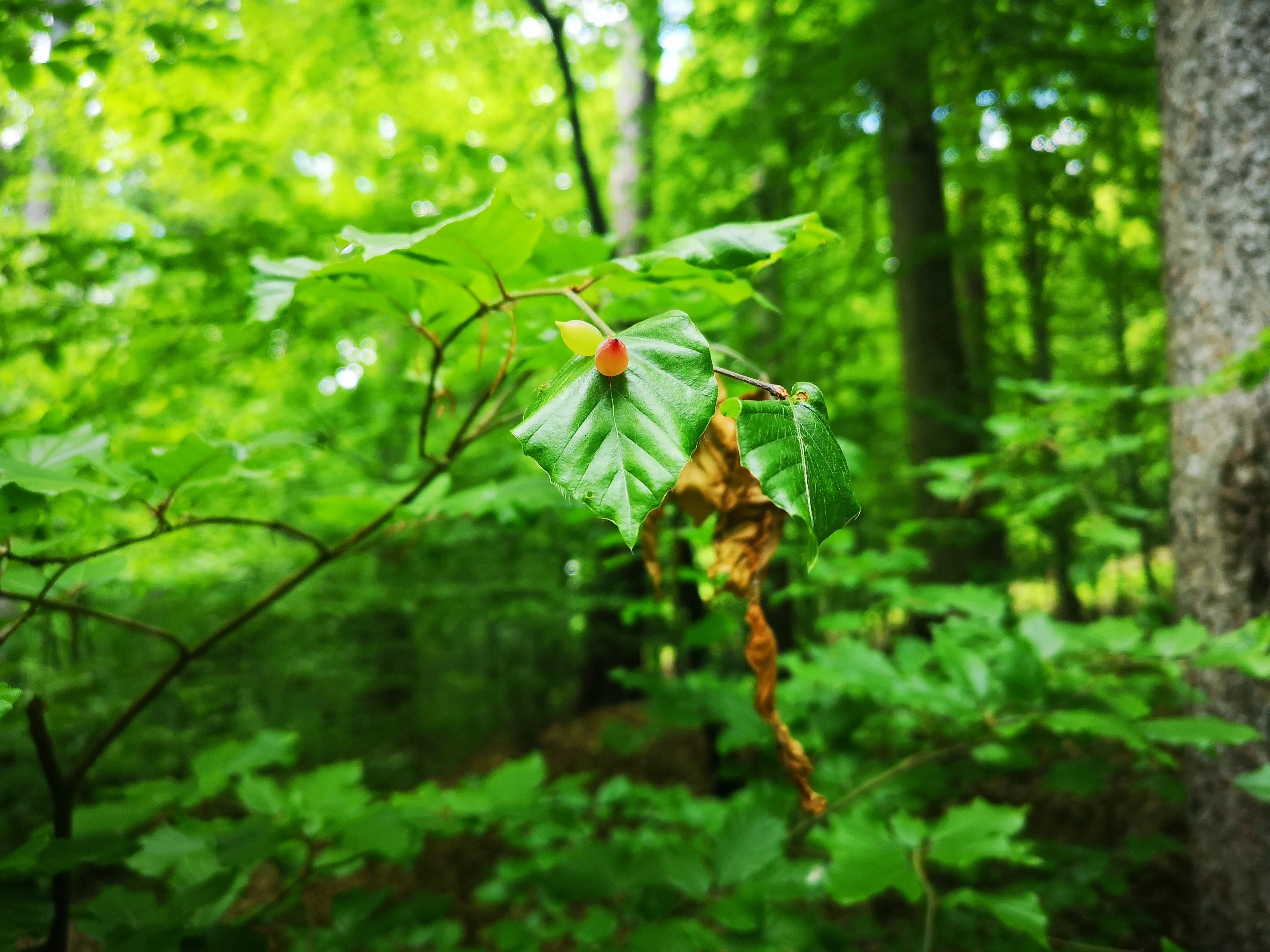 德国UNESCO世界地质公园里的童话小径：儿童探索自然天堂