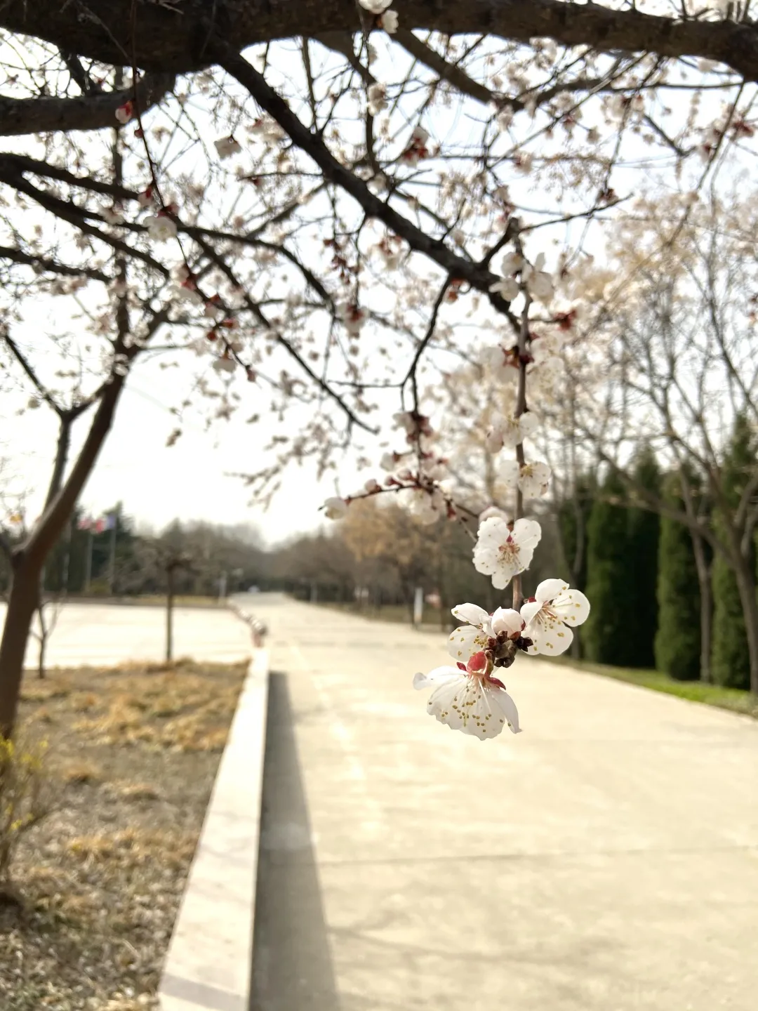 校园美景 | 春色满校园 青春正当时