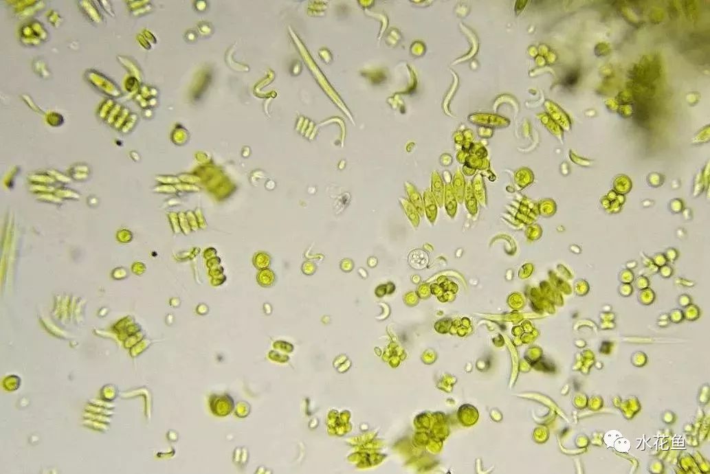 解析重要的水中溶解氧与水温盐分大气压的各种不同关系