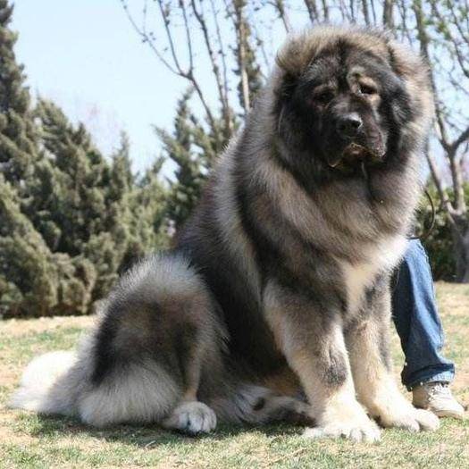 大型犬品种大全世界上最大的10种狗狗比人还要高你见过几种