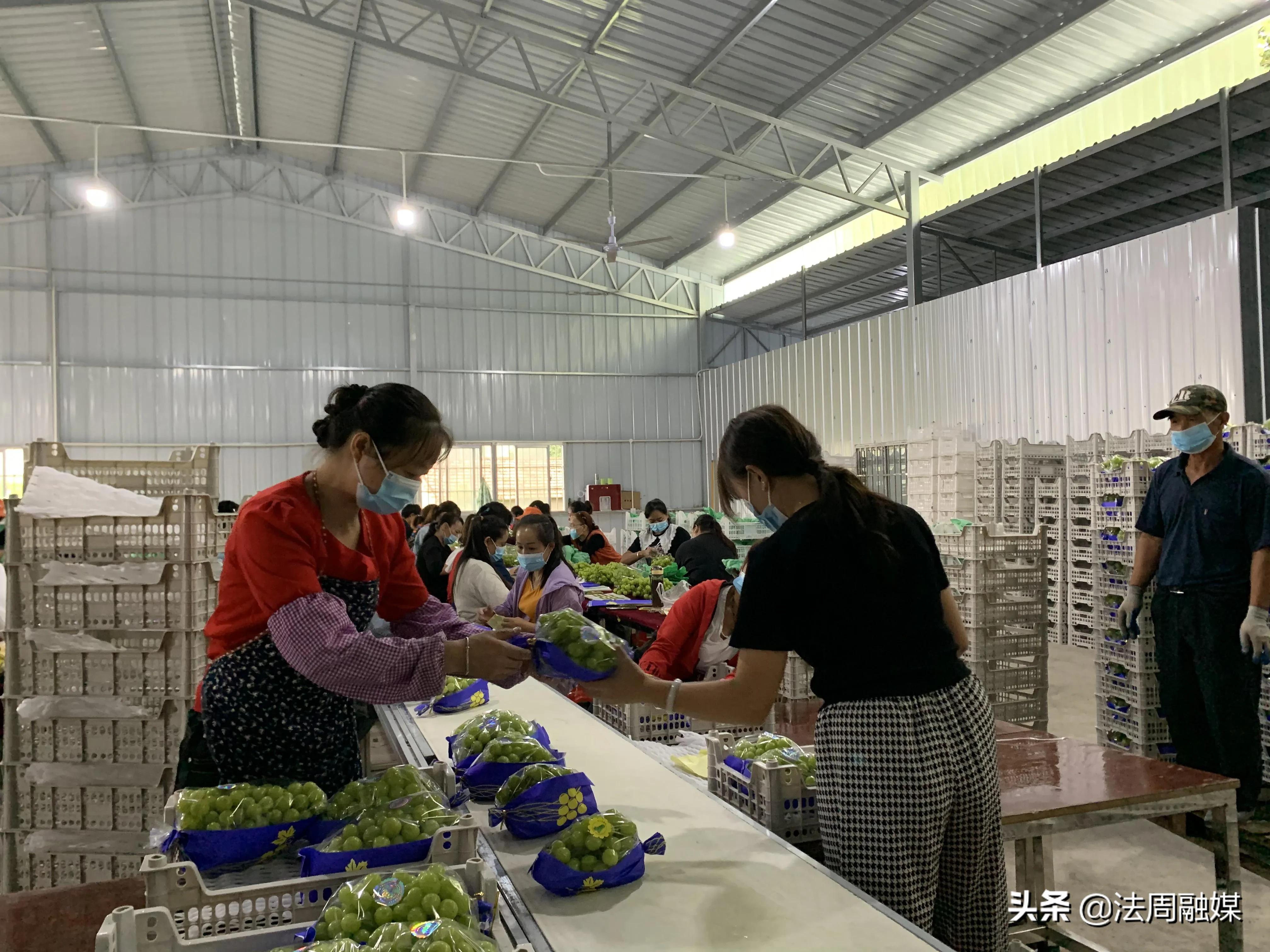 澧县如东镇：加强仓储保鲜冷链设施建设 加快产业发展助力乡村振兴