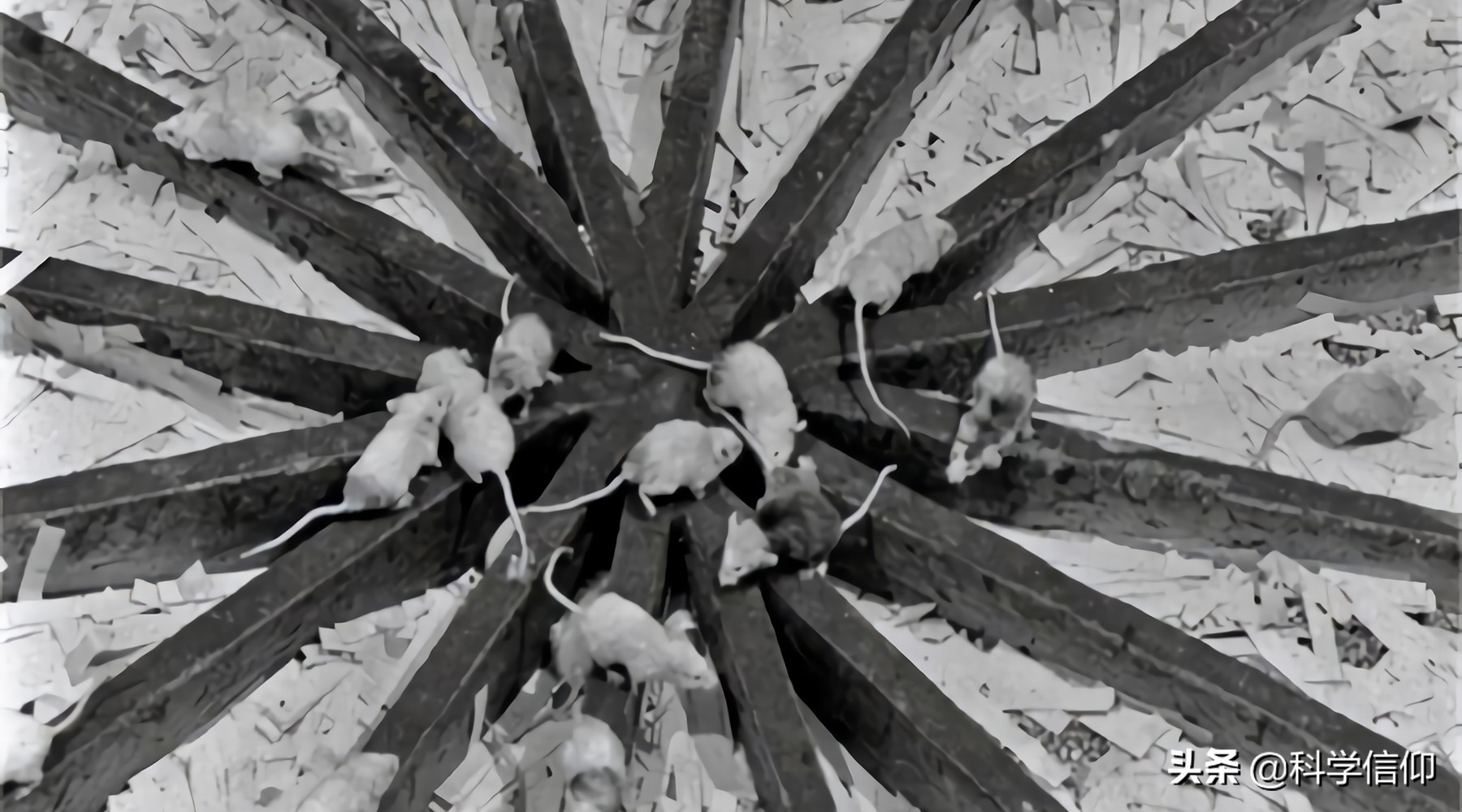 人人向往無憂無慮的生活，若真實現了會怎樣？有人早已做過實驗