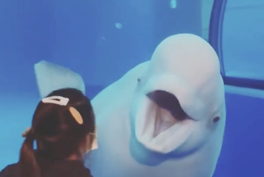 周杰倫耿直回應新專輯進度，帶妻兒游水族館，女兒與白鯨搞笑互動