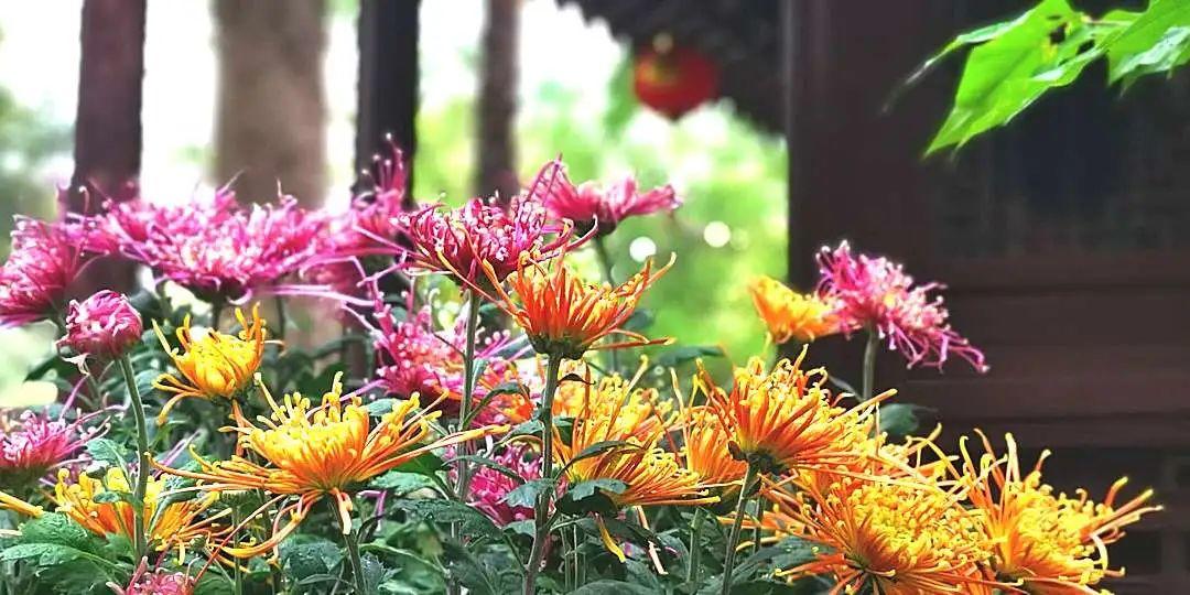 金秋菊艺 雅韵醉白 第四十七届醉白池菊展开幕