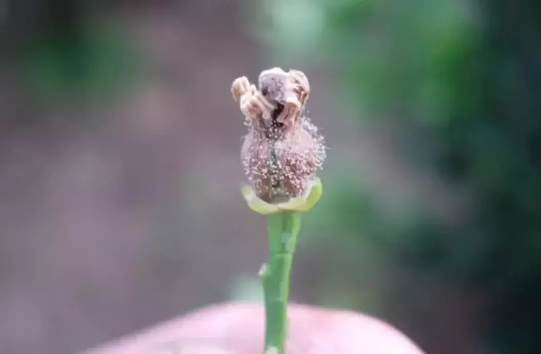 柑橘花期遇雨，一定要防好灰霉病！花皮果多，卖不起价的