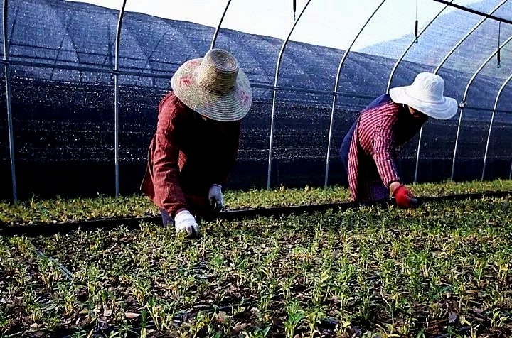 安徽霍山县太平畈乡：石斛“仙草”之乡，村美民富业旺
