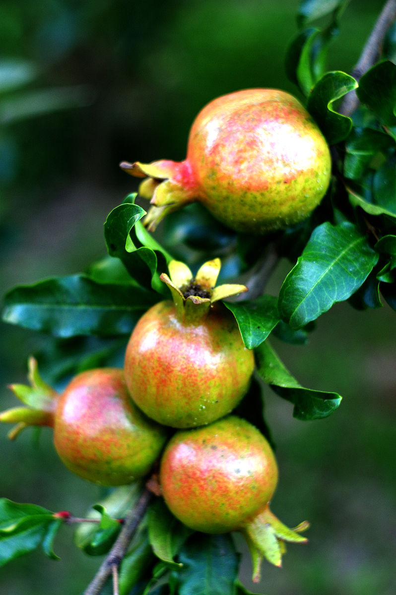 石榴树如何修剪掌握4点方法株型漂亮结果多