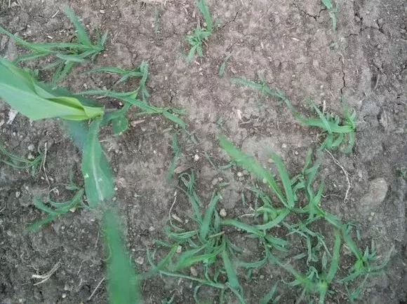 苗前没封住，苗后上绝招！杠杠滴