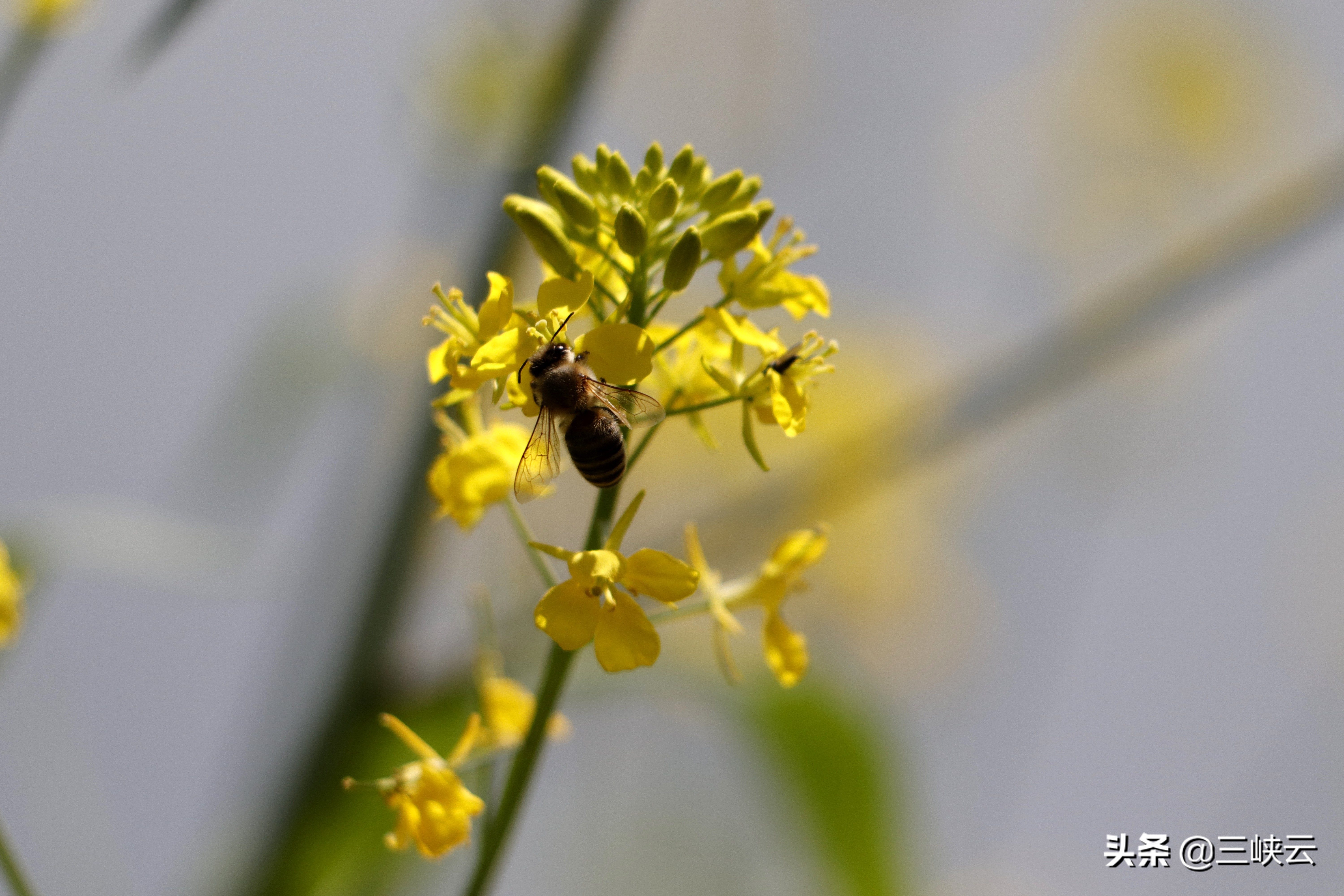 油菜花属于什么,油菜花代表什么(图4)