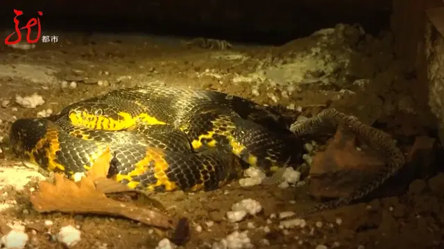 黑龙江男子床底下钻进一条蛇，一住就是三年。