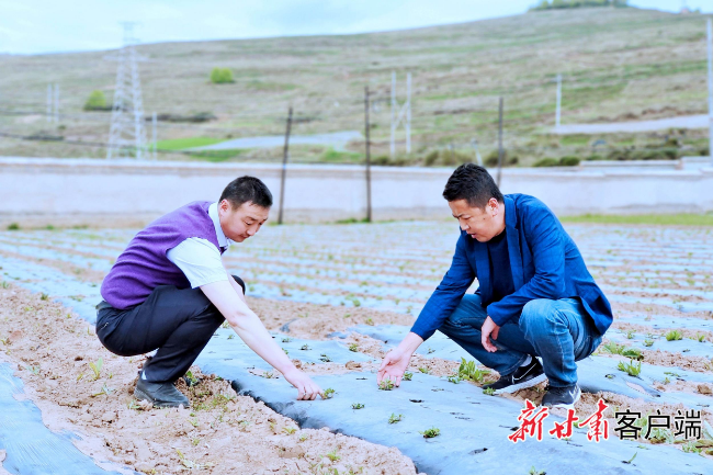 临潭：高原藜麦落地“生金” 杂粮不“小”蚕豆“出国”