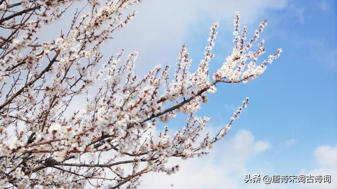 春日游，杏花吹满头-第5张图片-诗句网