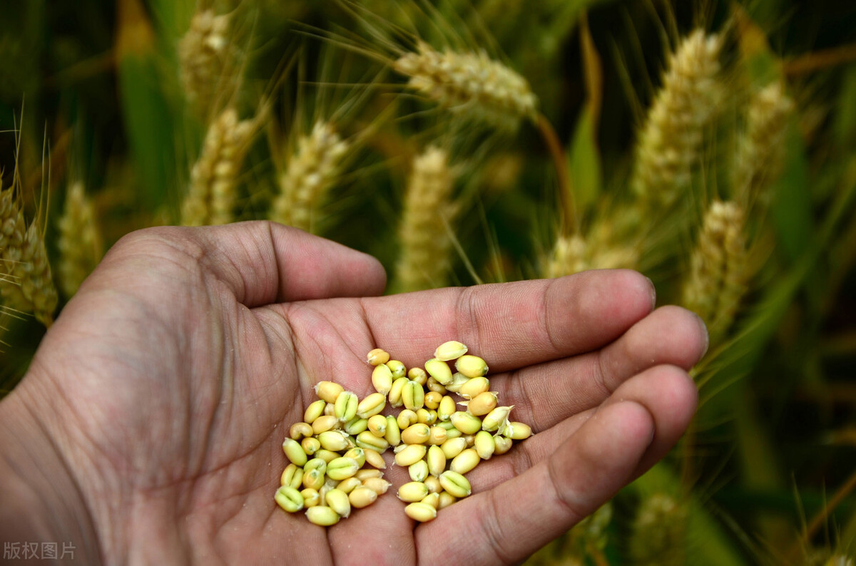 亂點鴛鴦譜，人類製造跨物種雜交動物，是否違背自然規律？