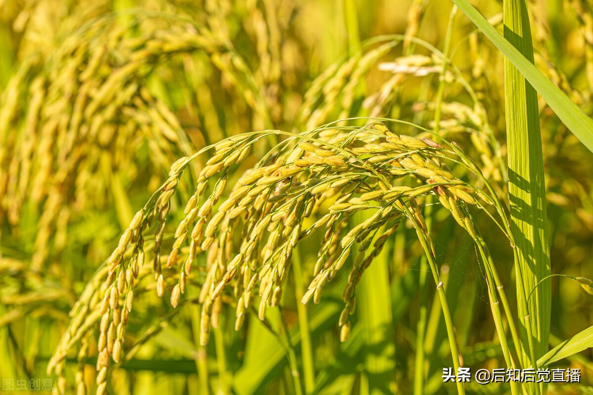 「水稻种子」农业股有哪些（粮食股票龙头股详解）