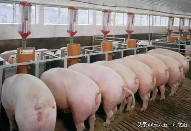 3.9猪价“断崖式”下跌，还有3个坏消息会影响到猪价