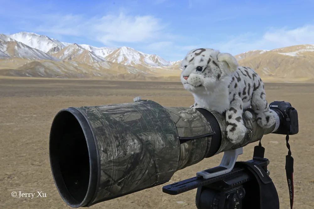 第三极的馈赠：青海都兰野生动物摄影团凯旋大丰收