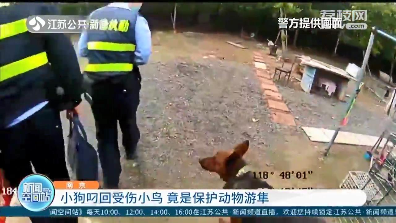 德牧妞妞叼回受伤小游隼 主人报警为其寻求庇护