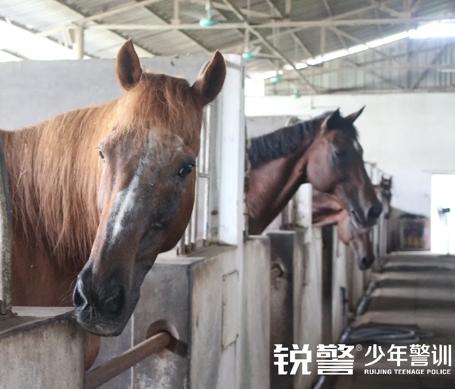 锐警少年警训夏令营：雏鹰新飞，温室小花蜕变之旅，成长的力量