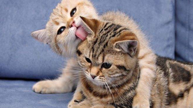 關於貓咪發情的那些羞羞事，養貓必讀