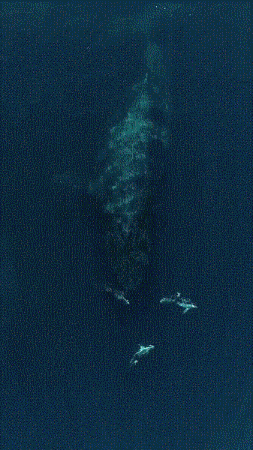 Atlas | Eider down takes the advantage that buys big drop, be clear at a glance with a ha is breathed out