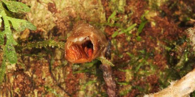 它醜出高度，卻是全人類的“寶貝”