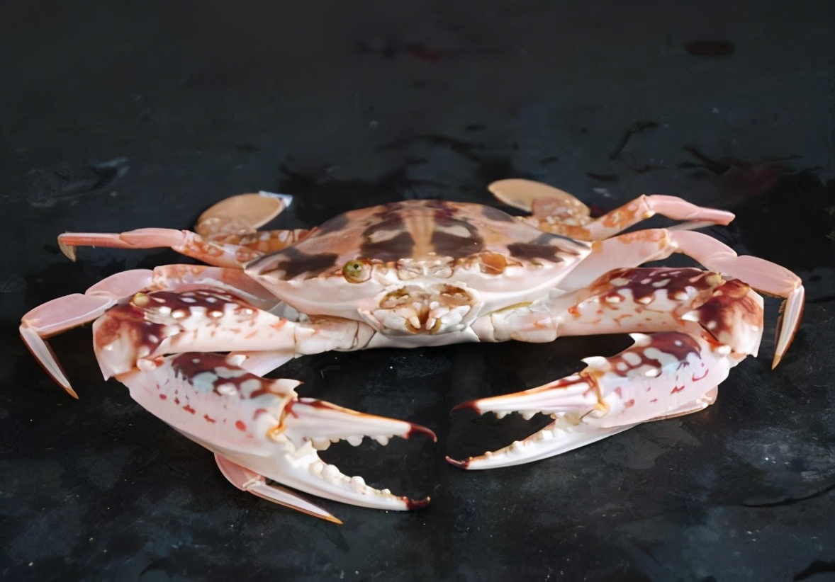 蟹类图集_淡水两栖_西南渔业网 水花鱼 水产养殖专业