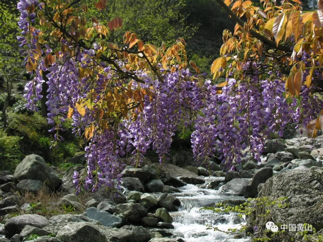 世界野生动植物日｜黄山，万物生灵繁衍生息的天堂